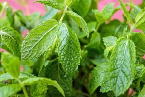 Picture of peppermint leaves