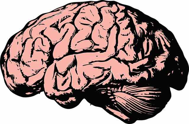 Illustration of a human brain 