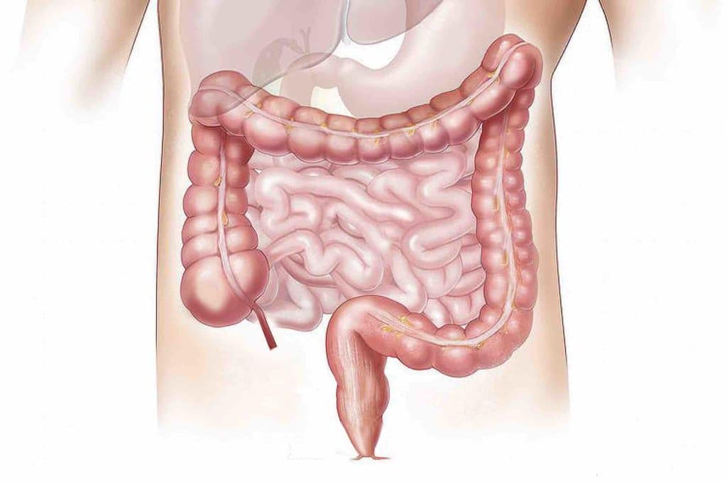 Illustration of the human colon