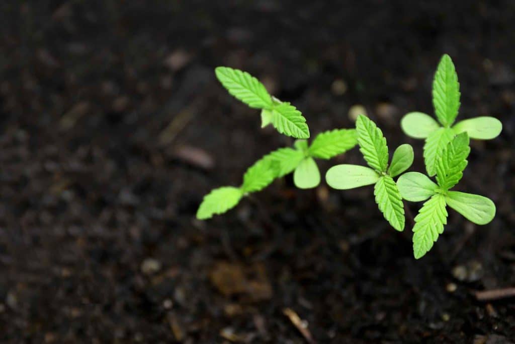 Cannabis plant sprout in soil