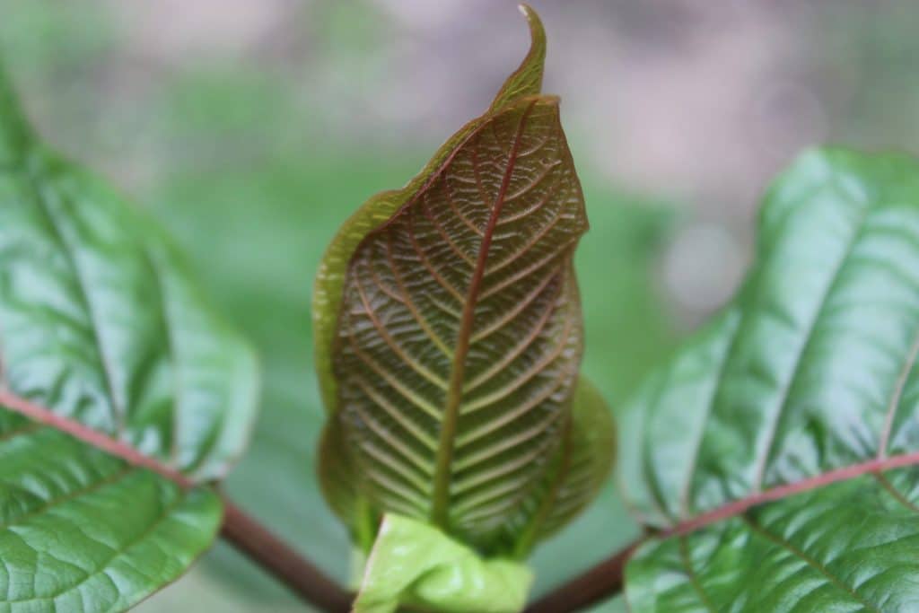 Close-up photo of a kratom plant leaf