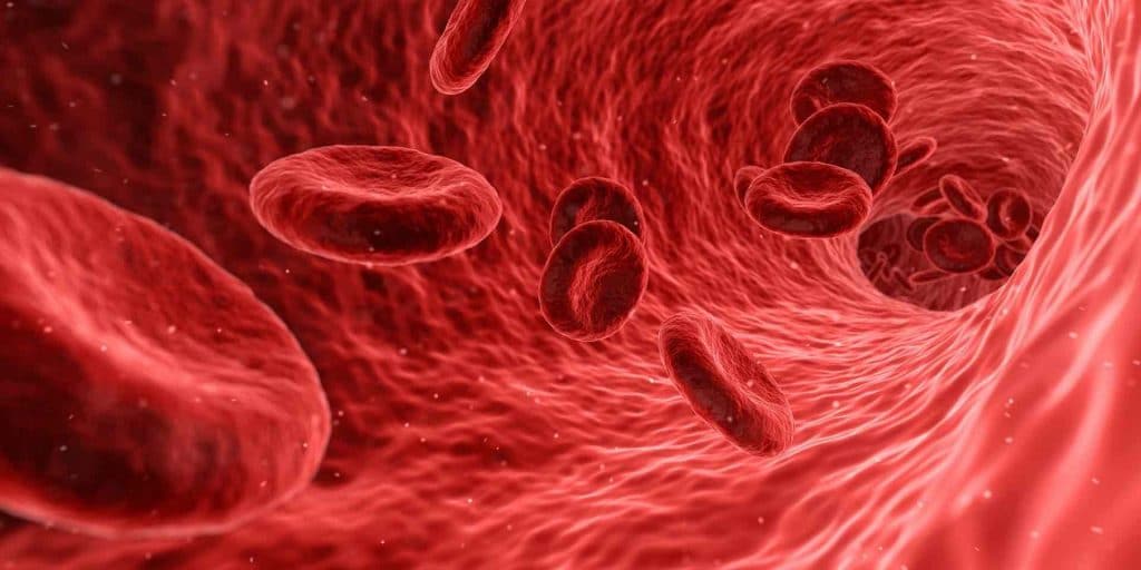 Red blood cells flowing through a vein