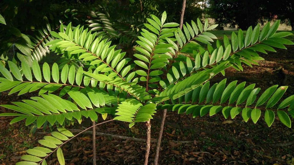 Picture of the Tongkat Ali plant, also known as Eurycoma-longifolia