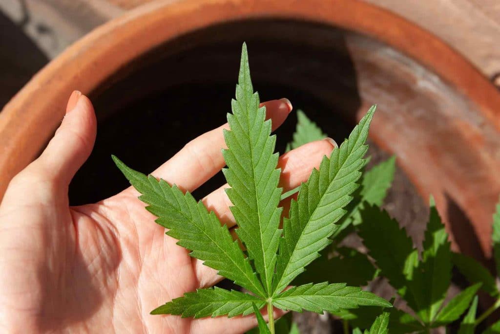 Woman's hand holding a cannabis leaf