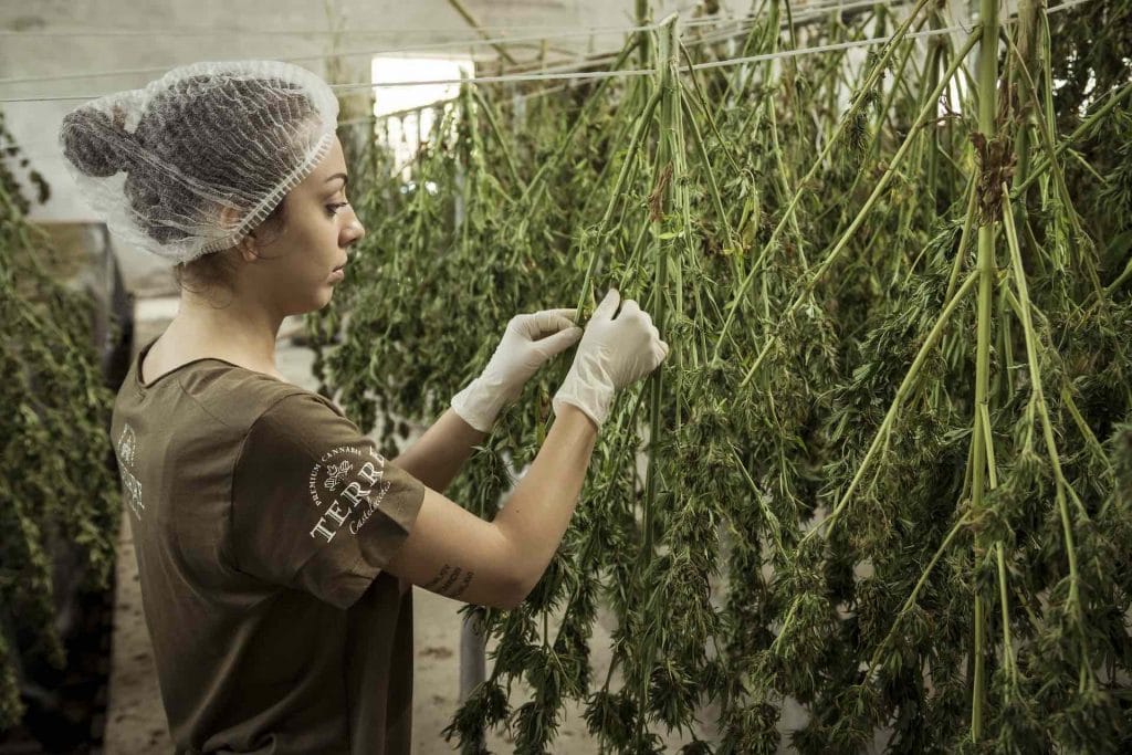 Woman worker tending to marijuana plants