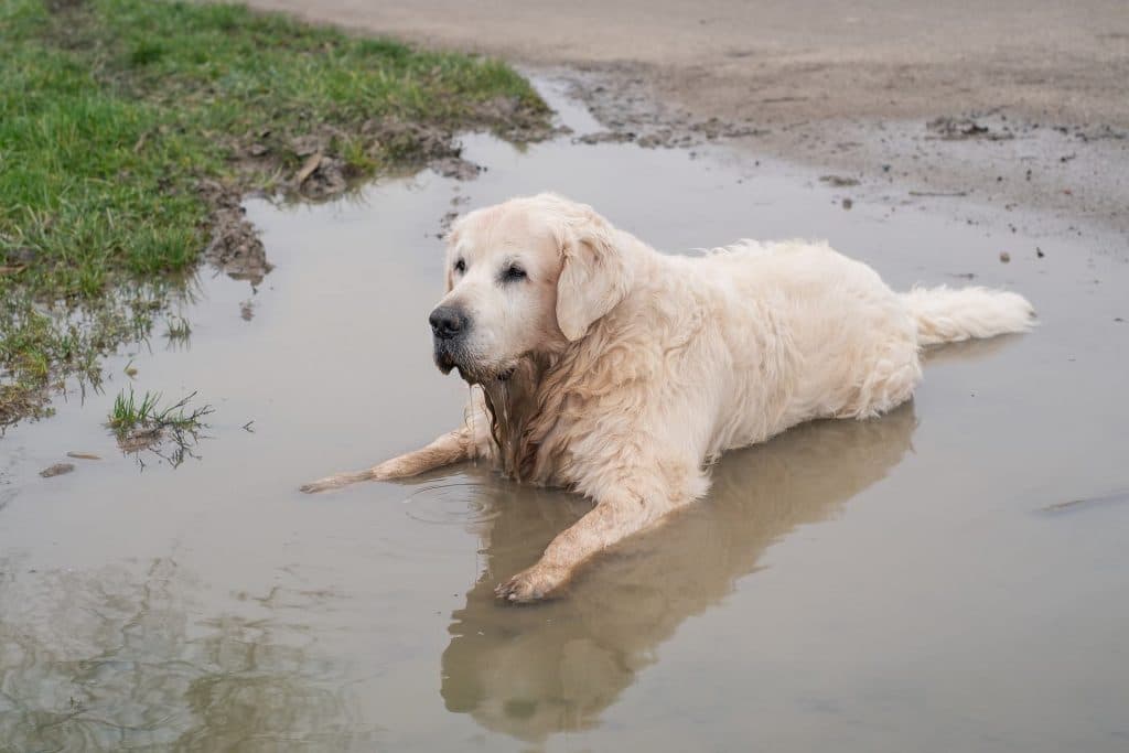 Picture of an old golden retriever playing in the mud