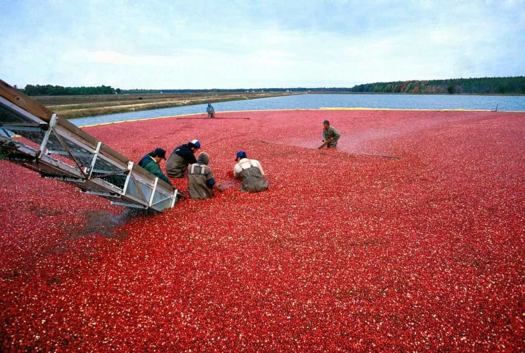 Workers harvesting cranberries