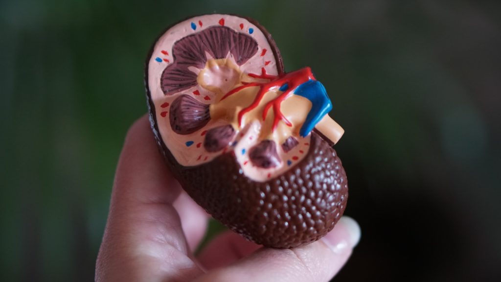Person holding a model of a kidney