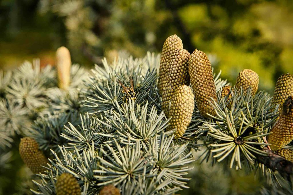 Picture of Pine Pollen